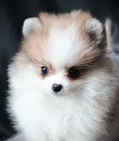 Josie, a female Pomeranian for sale in Rock Valley, IA – Photo 3 of 9