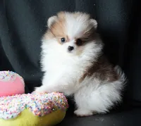 Josie, a female Pomeranian for sale in Rock Valley, IA – Photo 9 of 9