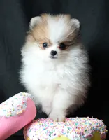 Josie, a female Pomeranian for sale in Rock Valley, IA – Photo 1 of 9