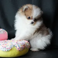 Josie, a female Pomeranian for sale in Rock Valley, IA – Photo 7 of 9