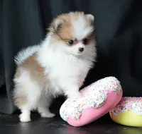 Josie, a female Pomeranian for sale in Rock Valley, IA – Photo 8 of 9