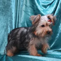 Jack, a male Yorkshire Terrier for sale in Rock Valley, IA – 5 of 5