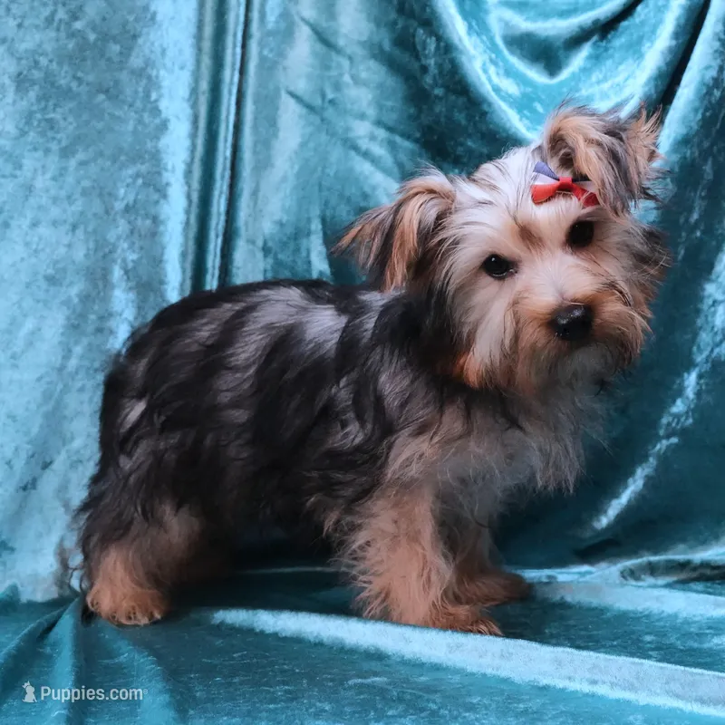 Jack, a male Yorkshire Terrier for sale in Rock Valley, IA – 1 of 5