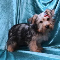Jack, a male Yorkshire Terrier for sale in Rock Valley, IA – 1 of 5
