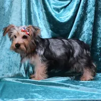Jack, a male Yorkshire Terrier for sale in Rock Valley, IA – 4 of 5