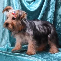 Jack, a male Yorkshire Terrier for sale in Rock Valley, IA – 2 of 5