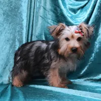 Jack, a male Yorkshire Terrier for sale in Rock Valley, IA – 3 of 5