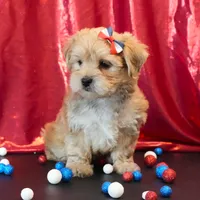 Sully, a male Morkie for sale in Rock Valley, IA – 4 of 5