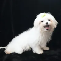 Jimmy, a male Maltese for sale in Rock Valley, IA – 6 of 8