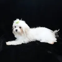 Jimmy, a male Maltese for sale in Rock Valley, IA – 3 of 8