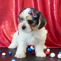 Oakley, a male Morkie for sale in Rock Valley, IA – 3 of 8