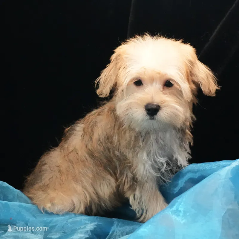 Sully – Morkie puppy for sale in Rock Valley, IA