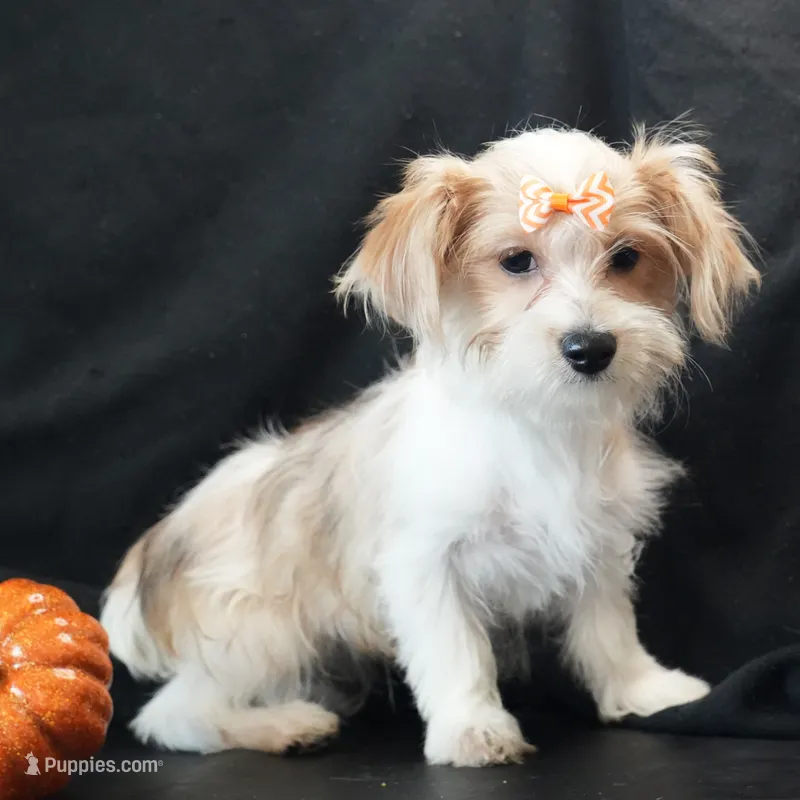 Bailey – Morkie puppy for sale in Rock Valley, IA
