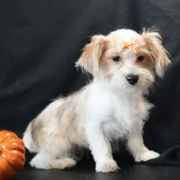 Bailey, a female Morkie for sale in Rock Valley, IA – 1 of 9