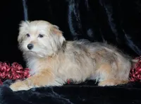 Brody, a male Morkie for sale in Rock Valley, IA – Photo 4 of 4