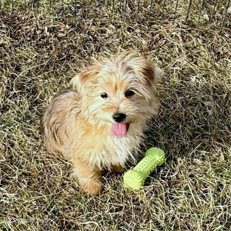 Brody – Morkie puppy for sale in Rock Valley, IA
