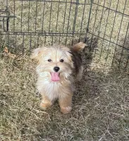 Brody, a male Morkie for sale in Rock Valley, IA – 3 of 3
