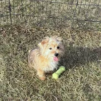 Brody, a male Morkie for sale in Rock Valley, IA – 2 of 3