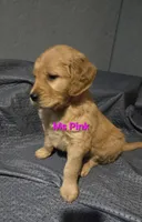 Ms Pink, a female Golden Retriever for sale in Marysville, WA – 3 of 4