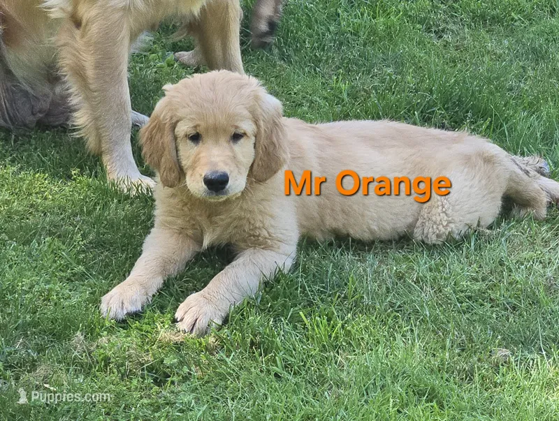Mr Orange – Golden Retriever puppy for sale in Marysville, WA