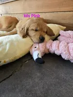 Ms Pink, a female Golden Retriever for sale in Marysville, WA – 4 of 4