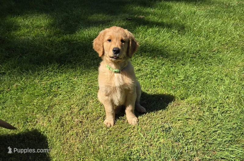 Mr Green – Golden Retriever puppy for sale in Marysville, WA