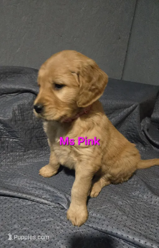 Ms Pink, a female Golden Retriever for sale in Marysville, WA – Photo 1 of 2