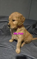 Ms Pink, a female Golden Retriever for sale in Marysville, WA – Photo 1 of 2