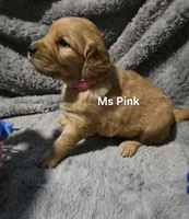 Ms Pink, a female Golden Retriever for sale in Marysville, WA – Photo 2 of 2