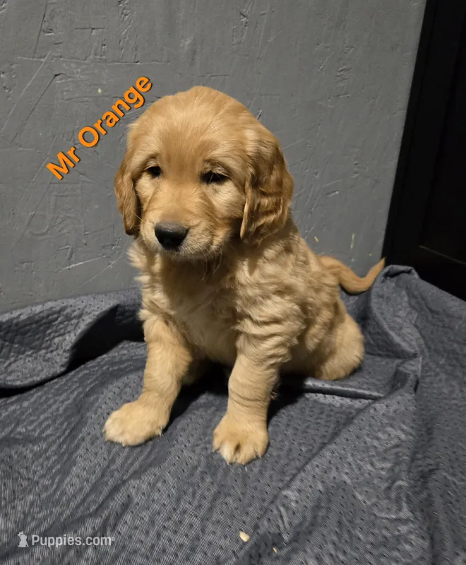 Mr Orange, a male Golden Retriever for sale in Marysville, WA – Photo 1 of 3