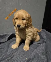Mr Orange, a male Golden Retriever for sale in Marysville, WA – Photo 1 of 3