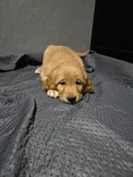 Mr Orange, a male Golden Retriever for sale in Marysville, WA – Photo 2 of 3