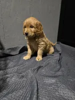 Mr Orange, a male Golden Retriever for sale in Marysville, WA – Photo 3 of 3