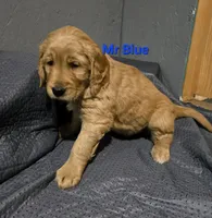 Mr Blue, a male Golden Retriever for sale in Marysville, WA – Photo 1 of 2