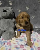 Mr Blue, a male Golden Retriever for sale in Marysville, WA – Photo 2 of 2