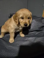 Mr Red, a male Golden Retriever for sale in Marysville, WA – Photo 3 of 4