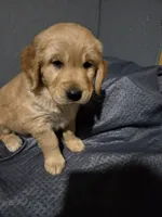 Mr Red, a male Golden Retriever for sale in Marysville, WA – Photo 2 of 4