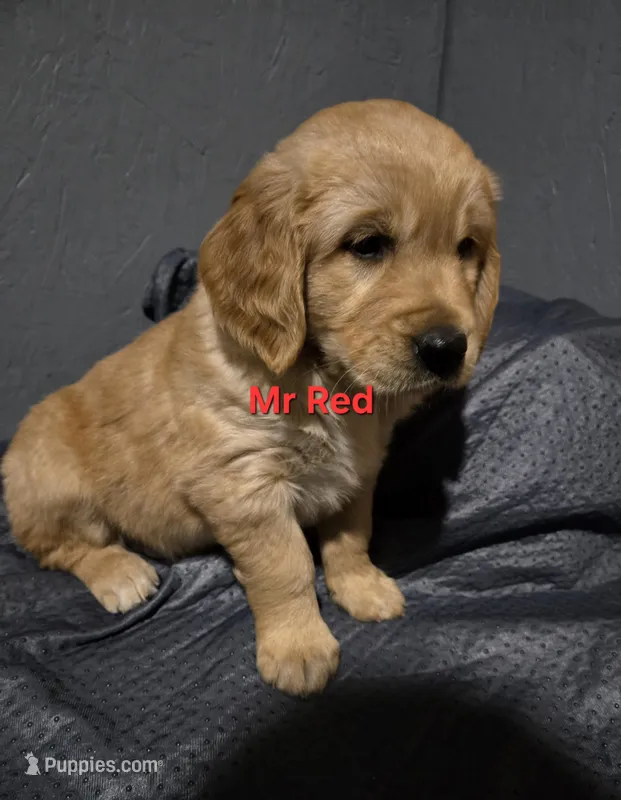 Mr Red, a male Golden Retriever for sale in Marysville, WA – Photo 1 of 4