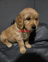 Mr Red, a male Golden Retriever for sale in Marysville, WA – Photo 1 of 4