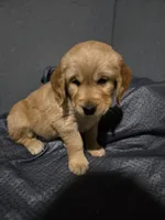Mr Red, a male Golden Retriever for sale in Marysville, WA – Photo 4 of 4