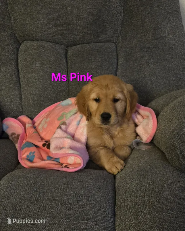 Ms Pink – Golden Retriever puppy for sale in Marysville, WA
