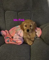 Ms Pink, a female Golden Retriever for sale in Marysville, WA – 1 of 4