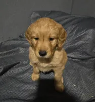 Mr Green, a male Golden Retriever for sale in Marysville, WA – Photo 2 of 2