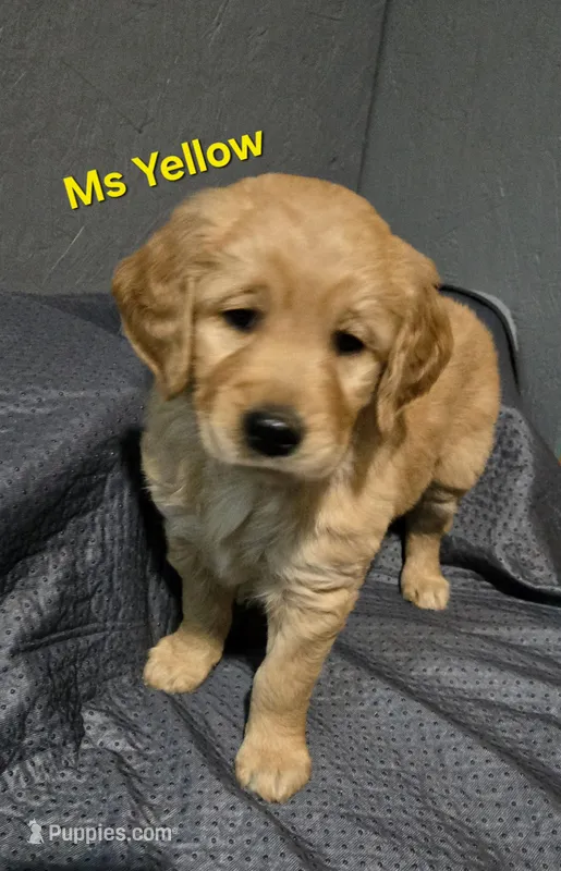 Ms Yellow – Golden Retriever puppy for sale in Marysville, WA