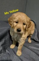 Ms Yellow, a female Golden Retriever for sale in Marysville, WA – Photo 1 of 3