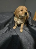 Ms Yellow, a female Golden Retriever for sale in Marysville, WA – Photo 3 of 3