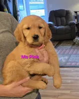 Ms Pink, a female Golden Retriever for sale in Marysville, WA – 2 of 4