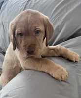 Lucy, a female Labrador Retriever for sale in Taylors Falls, MN – Photo 1 of 5