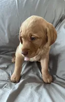 Lucy, a female Labrador Retriever for sale in Taylors Falls, MN – Photo 3 of 5