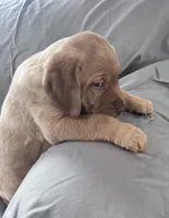 Lucy, a female Labrador Retriever for sale in Taylors Falls, MN – Photo 2 of 5